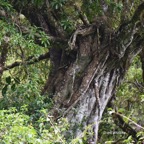 55 Ficus densifolia Grand affouche Moraceae ENDEMIQUE La Réunion, Maurice .jpeg