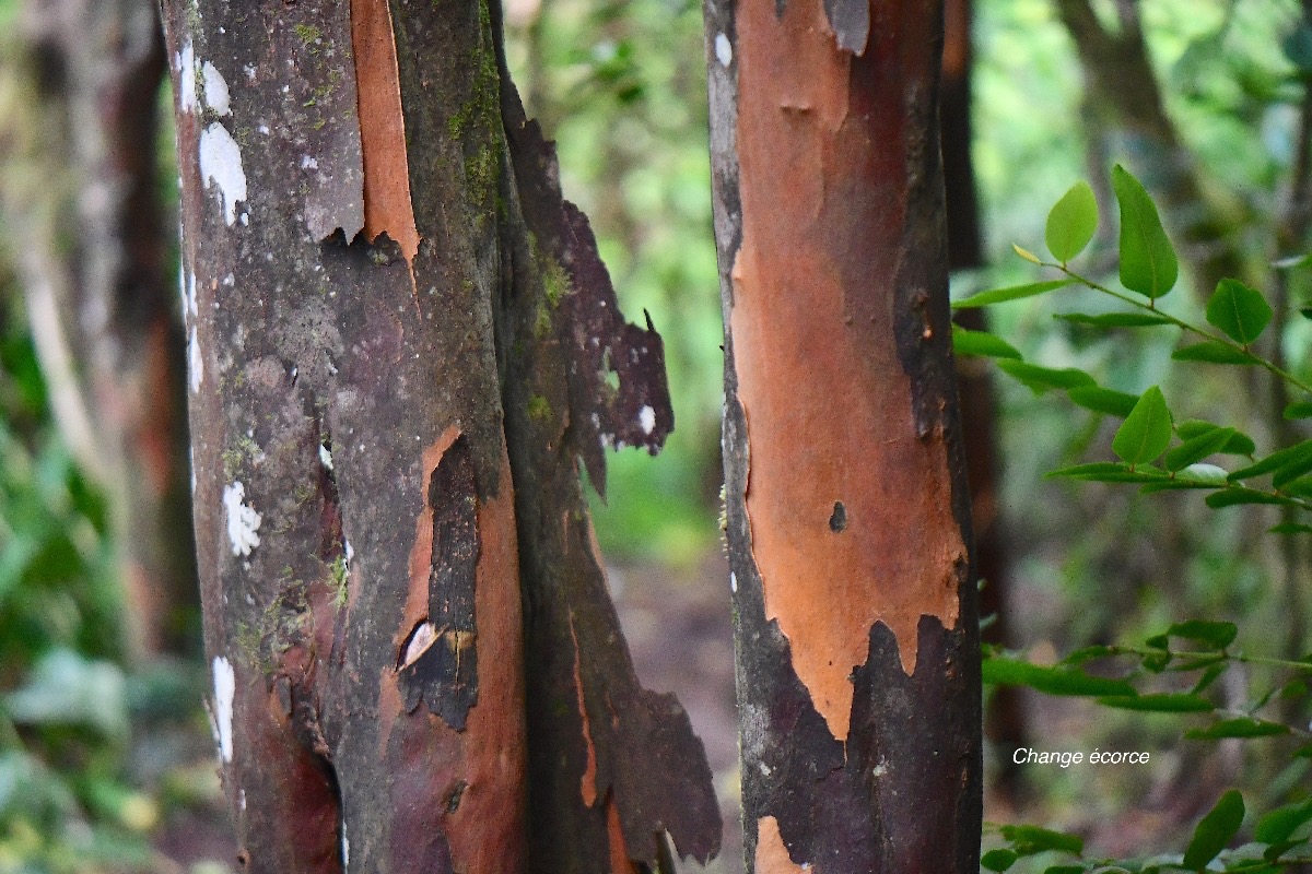 56 Aphloia theiformis Change écorce Aphloiaceae INDIGENE La Réunion .jpeg