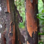 56 Aphloia theiformis Change écorce Aphloiaceae INDIGENE La Réunion .jpeg