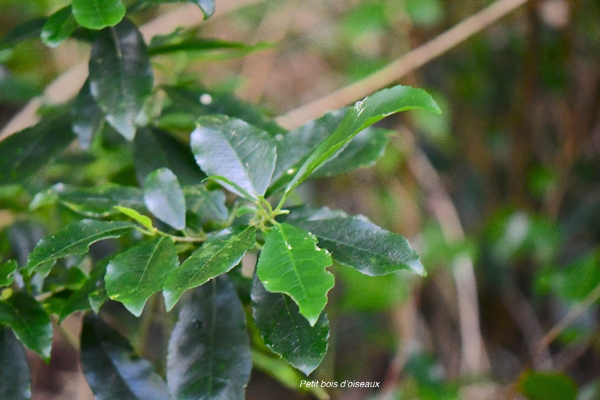 57 Claoxylon parviflorum Petit bois d'oiseaux Euphorbiaceae ENDEMIQUE MASCAREIGNES .jpeg