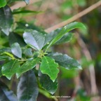 57 Claoxylon parviflorum Petit bois d'oiseaux Euphorbiaceae ENDEMIQUE MASCAREIGNES .jpeg