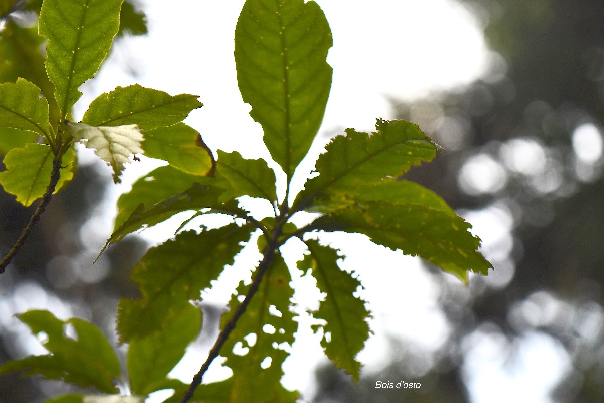 58 Antirhea borbonica Bois d'osto Rubiaceae INDIGENE La Réunion .jpeg