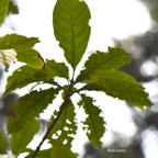 58 Antirhea borbonica Bois d'osto Rubiaceae INDIGENE La Réunion .jpeg