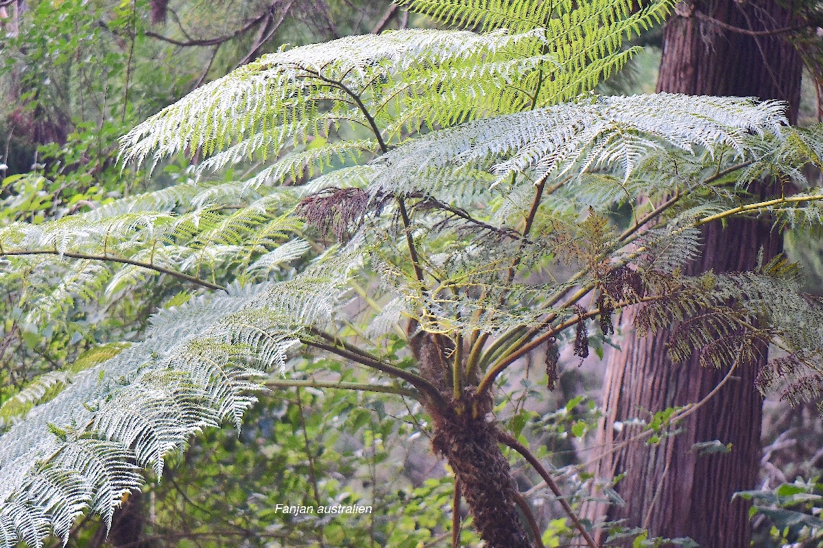 59 Sphaeropteris cooperi Fanjan australien Cyatheaceae AMPHINATURALISE ENVAHISSANT .jpeg