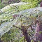 59 Sphaeropteris cooperi Fanjan australien Cyatheaceae AMPHINATURALISE ENVAHISSANT .jpeg