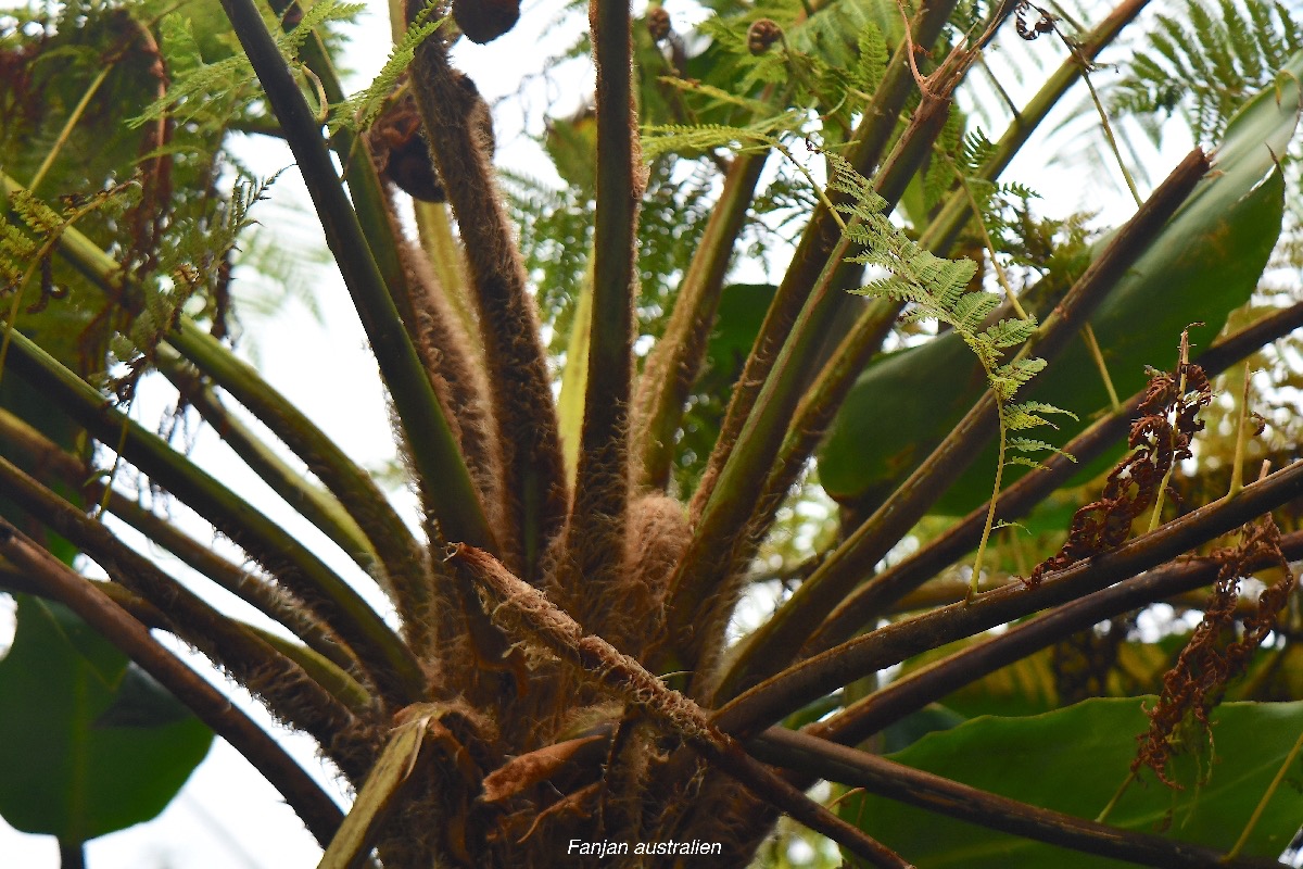60 Sphaeropteris cooperi Fanjan australien Cyatheaceae AMPHINATURALISE ENVAHISSANT .jpeg