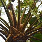 60 Sphaeropteris cooperi Fanjan australien Cyatheaceae AMPHINATURALISE ENVAHISSANT .jpeg