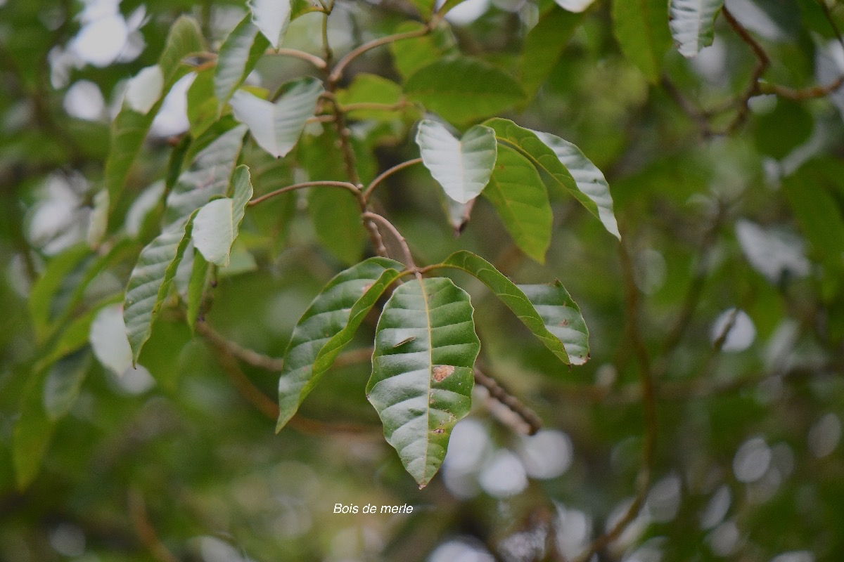 61 Allophylus borbonicus Bois de merle Sapindaceae ENDEMIQUE MASCAREIGNES .jpeg