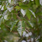 61 Allophylus borbonicus Bois de merle Sapindaceae ENDEMIQUE MASCAREIGNES .jpeg