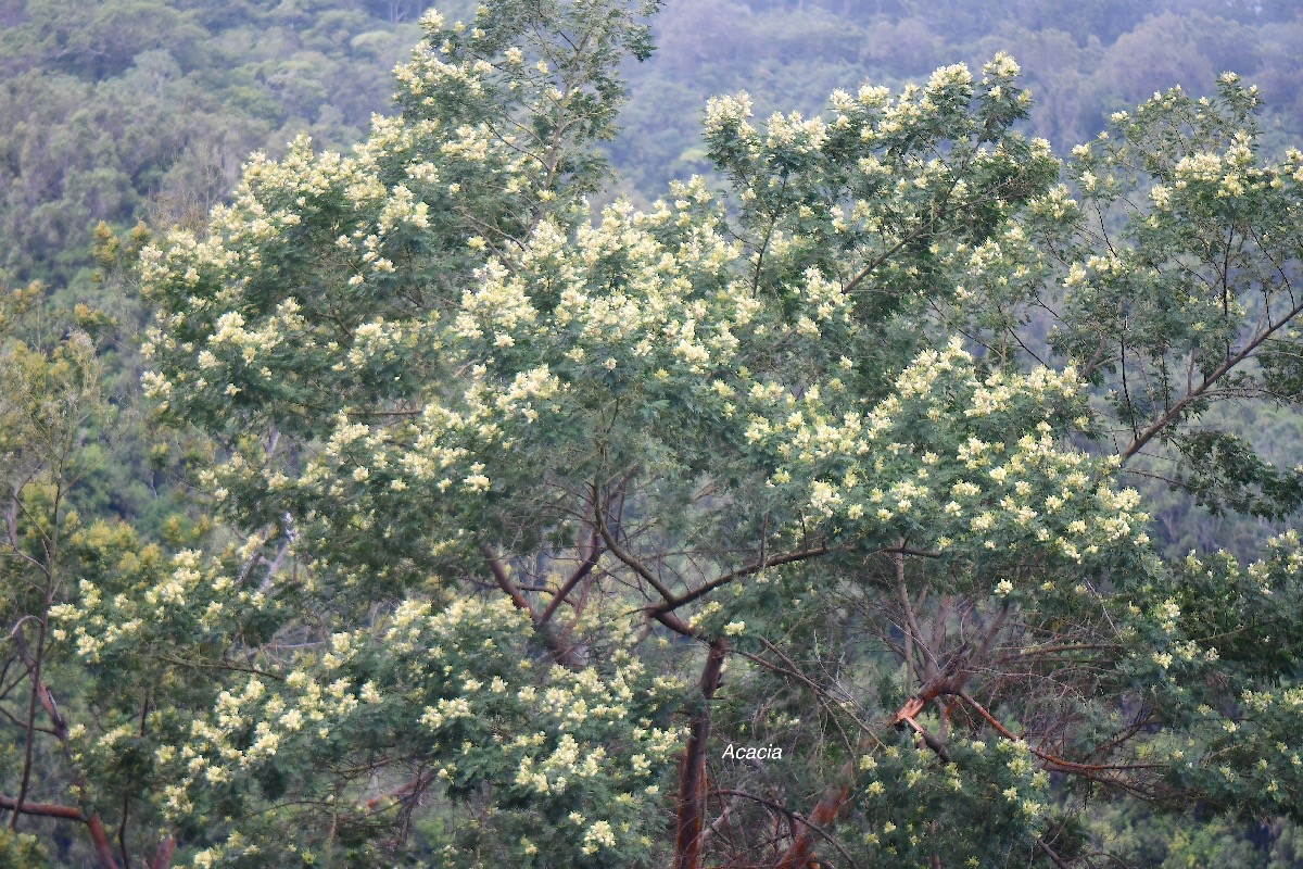 62 Acacia mearnsii Acacia Fabaceae AMPHINATURALISE TRES ENVAHISSANT .jpeg