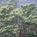 62 Acacia mearnsii Acacia Fabaceae AMPHINATURALISE TRES ENVAHISSANT .jpeg