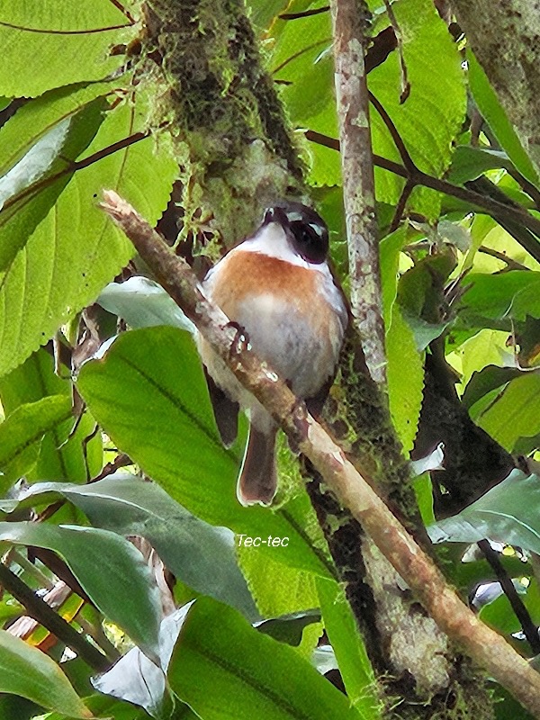 64 Saxicola tectes Tec-tec Muscicapidae ENDEMIQUE La Réunion .jpeg