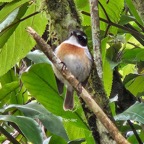 64 Saxicola tectes Tec-tec Muscicapidae ENDEMIQUE La Réunion .jpeg