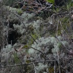 Cladonia_(champignons lichenisés).JPGP1100572.jpg
