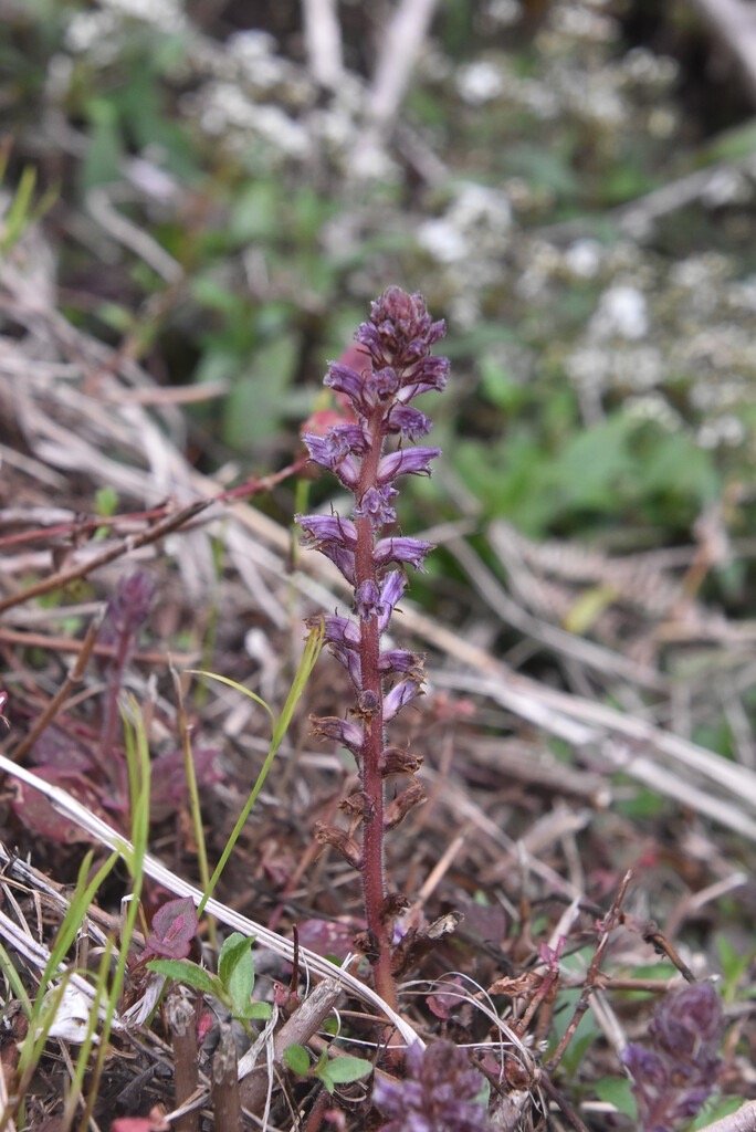 Orobanche_minor-OROBANCHACEAE-amphinaturalisé_(ou_assimilé_indigène)-MB4_1679.jpg