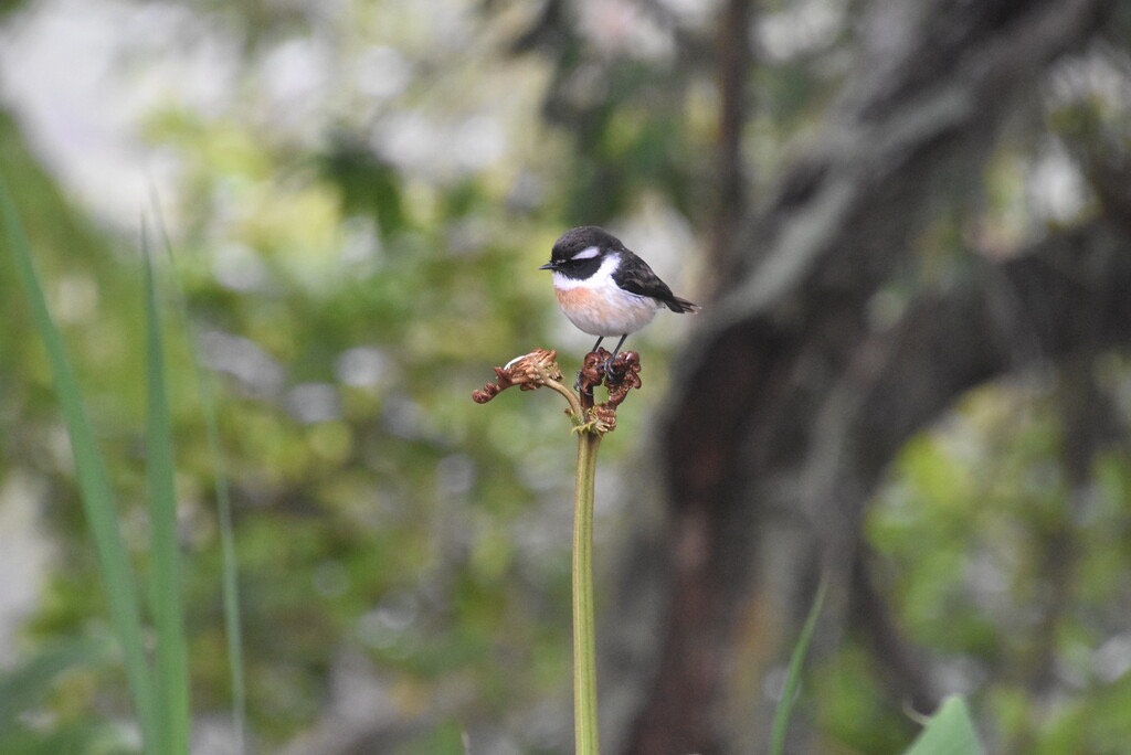Saxicola-tectes-Tectec-MUSCICAPIDAE-Endemique_Reunion-MB4_1642.jpg