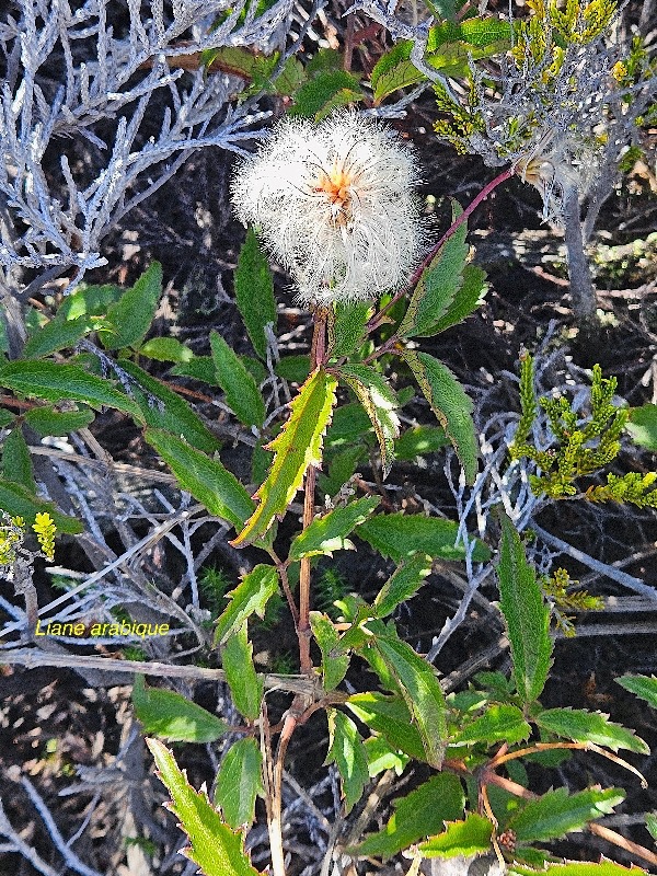 Clematis mauritiana Liane arabique Ranu nculaceae Indigène La Réunion 08.jpeg