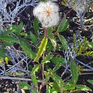 Clematis mauritiana Liane arabique Ranu nculaceae Indigène La Réunion 08.jpeg