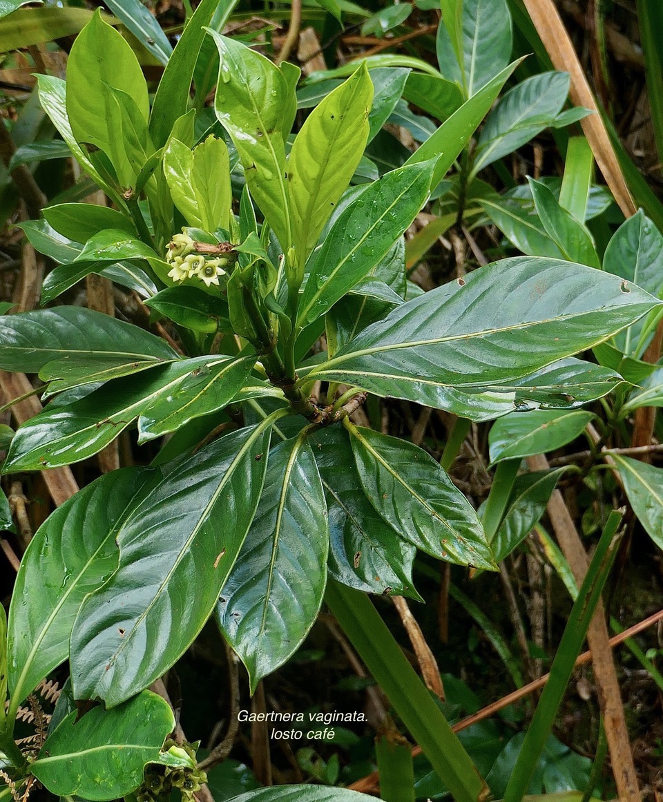 Gaertnera vaginata. losto café.rubiaceae.endémique Réunion.jpeg