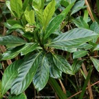 Gaertnera vaginata. losto café.rubiaceae.endémique Réunion.jpeg