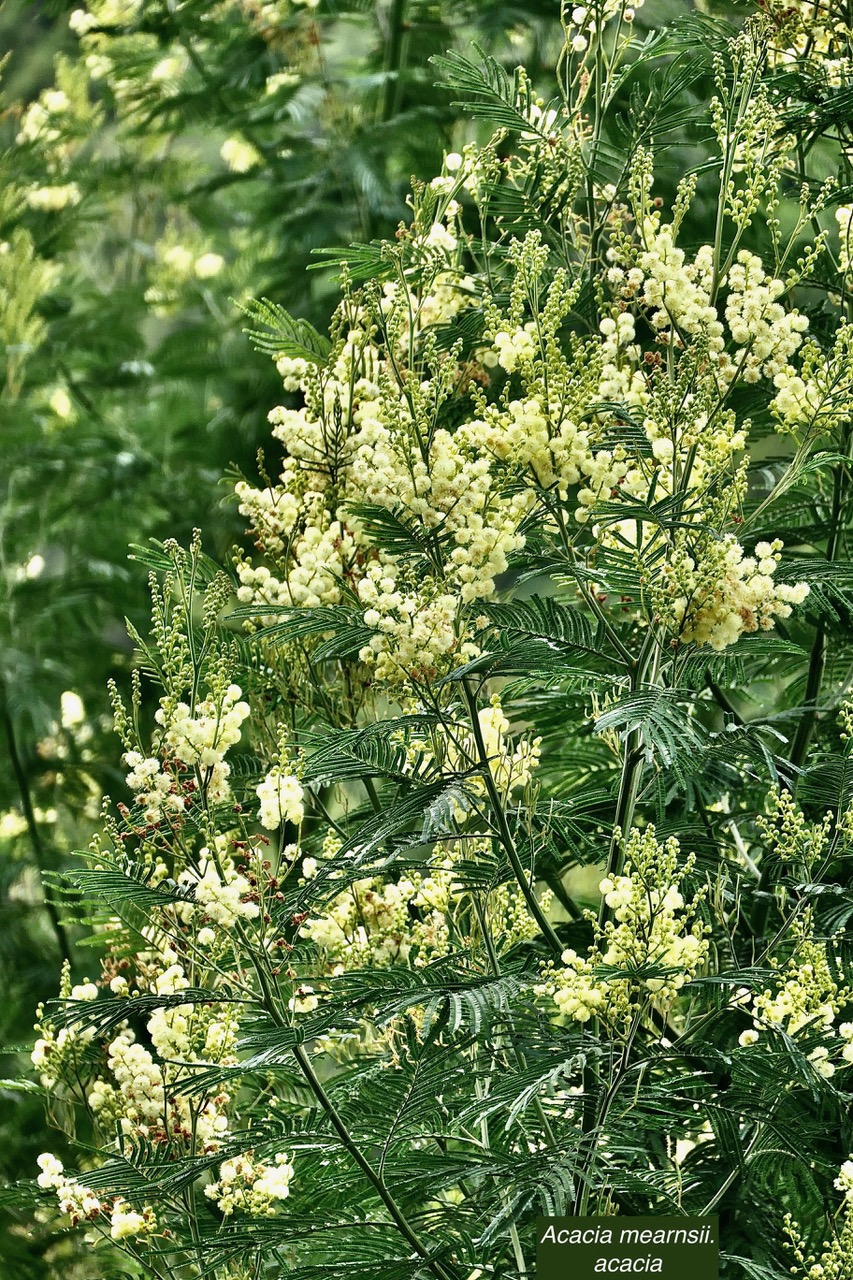 Acacia mearnsii.acacia.fabaceae.amphinaturalisé.très envahissant..jpeg