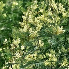 Acacia mearnsii.acacia.fabaceae.amphinaturalisé.très envahissant..jpeg