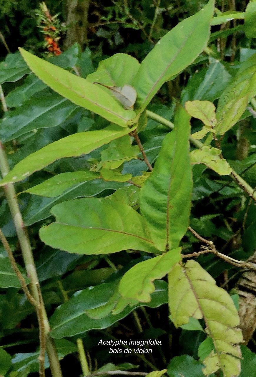 Acalypha integrifolia.bois de Charles.bois de violon. euphorbiaceae;endémique Madagascar Mascareignes..jpeg