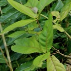 Acalypha integrifolia.bois de Charles.bois de violon. euphorbiaceae;endémique Madagascar Mascareignes..jpeg