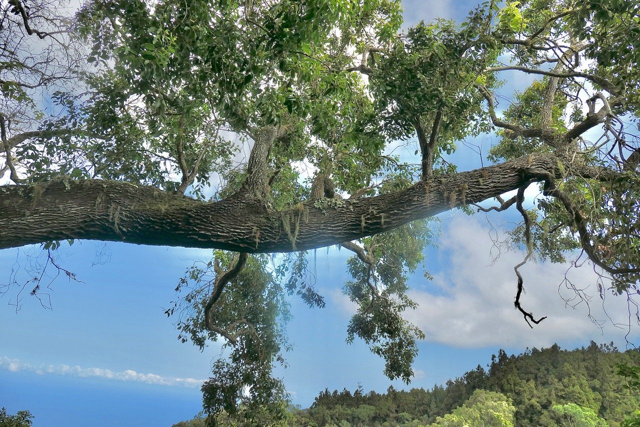 Agarista salicifolia. bois de rempart.ericaceae.indigène Réunion. P1175908.jpeg