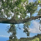 Agarista salicifolia. bois de rempart.ericaceae.indigène Réunion. P1175908.jpeg