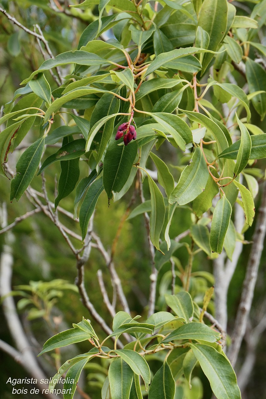 Agarista salicifolia. bois de rempart.ericaceae.indigène Réunion..jpeg