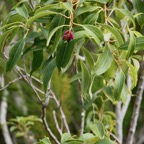 Agarista salicifolia. bois de rempart.ericaceae.indigène Réunion..jpeg
