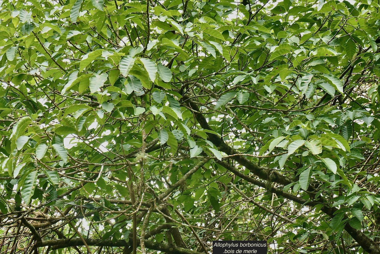 Allophylus borbonicus.bois de merle.sapindaceae.endémique Réunion Maurice Rodrigues. (1).jpeg