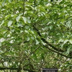 Allophylus borbonicus.bois de merle.sapindaceae.endémique Réunion Maurice Rodrigues. (1).jpeg