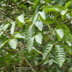 Allophylus borbonicus.bois de merle.sapindaceae.endémique Réunion Maurice Rodrigues..jpeg