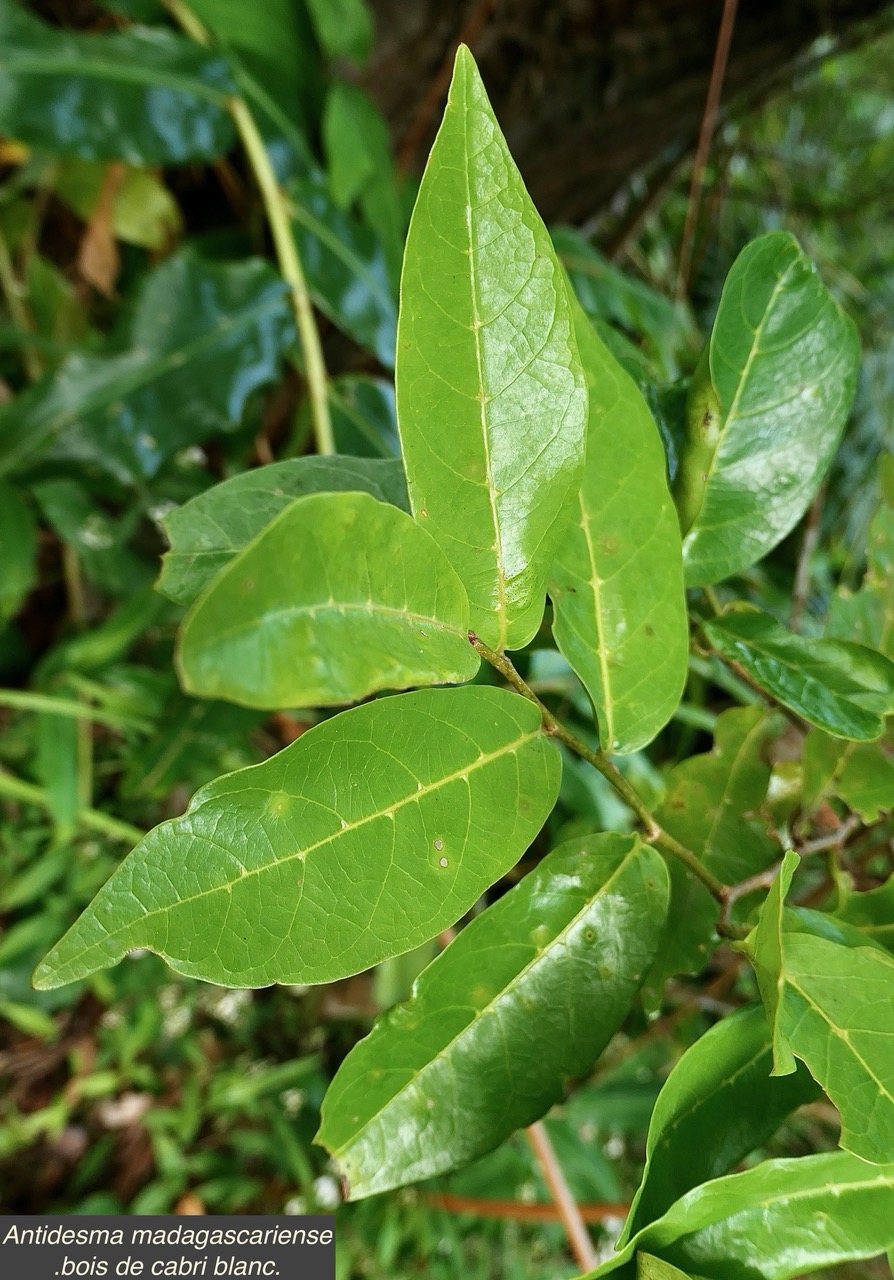 Antidesma madagascariense.bois de cabri blanc..phyllanthaceae.indigène Réunion. (1).jpeg