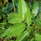 Antidesma madagascariense.bois de cabri blanc..phyllanthaceae.indigène Réunion. (1).jpeg