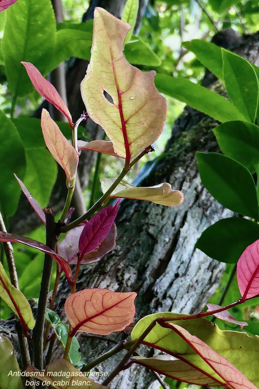 Antidesma madagascariense.bois de cabri blanc..phyllanthaceae.indigène Réunion..jpeg