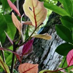 Antidesma madagascariense.bois de cabri blanc..phyllanthaceae.indigène Réunion..jpeg