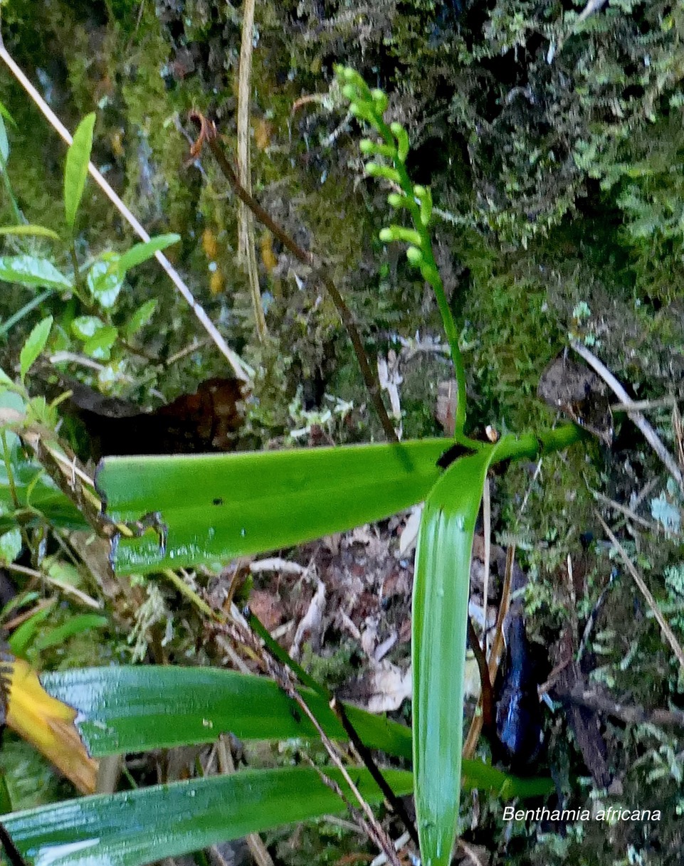 Benthamia africana .(Benthamia spiralis ). orchidaceae.endémique Madagascar Mascareignes..jpeg