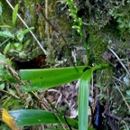 Benthamia africana .(Benthamia spiralis ). orchidaceae.endémique Madagascar Mascareignes..jpeg