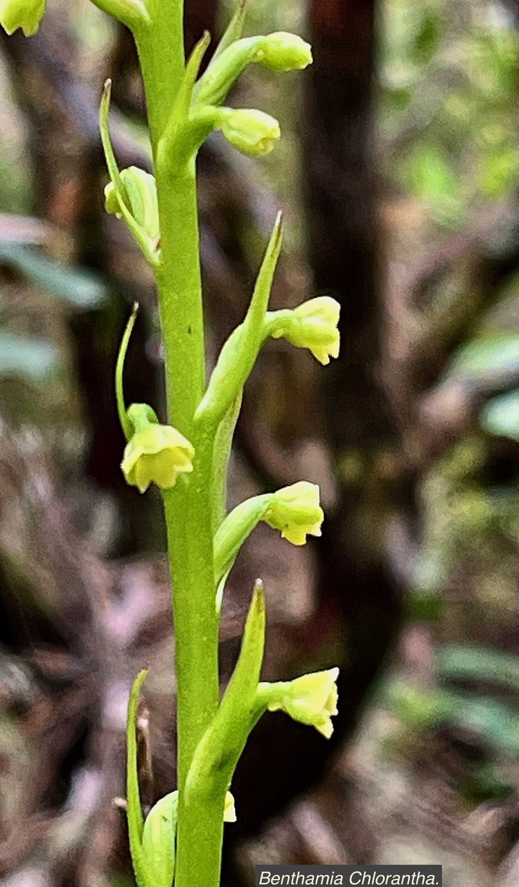Benthamia Chlorantha.(Thouars) A. Rich Benthamia latifolia.orchidaceae.endémique Réunion Maurice (1).jpeg