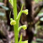 Benthamia Chlorantha.(Thouars) A. Rich Benthamia latifolia.orchidaceae.endémique Réunion Maurice (1).jpeg