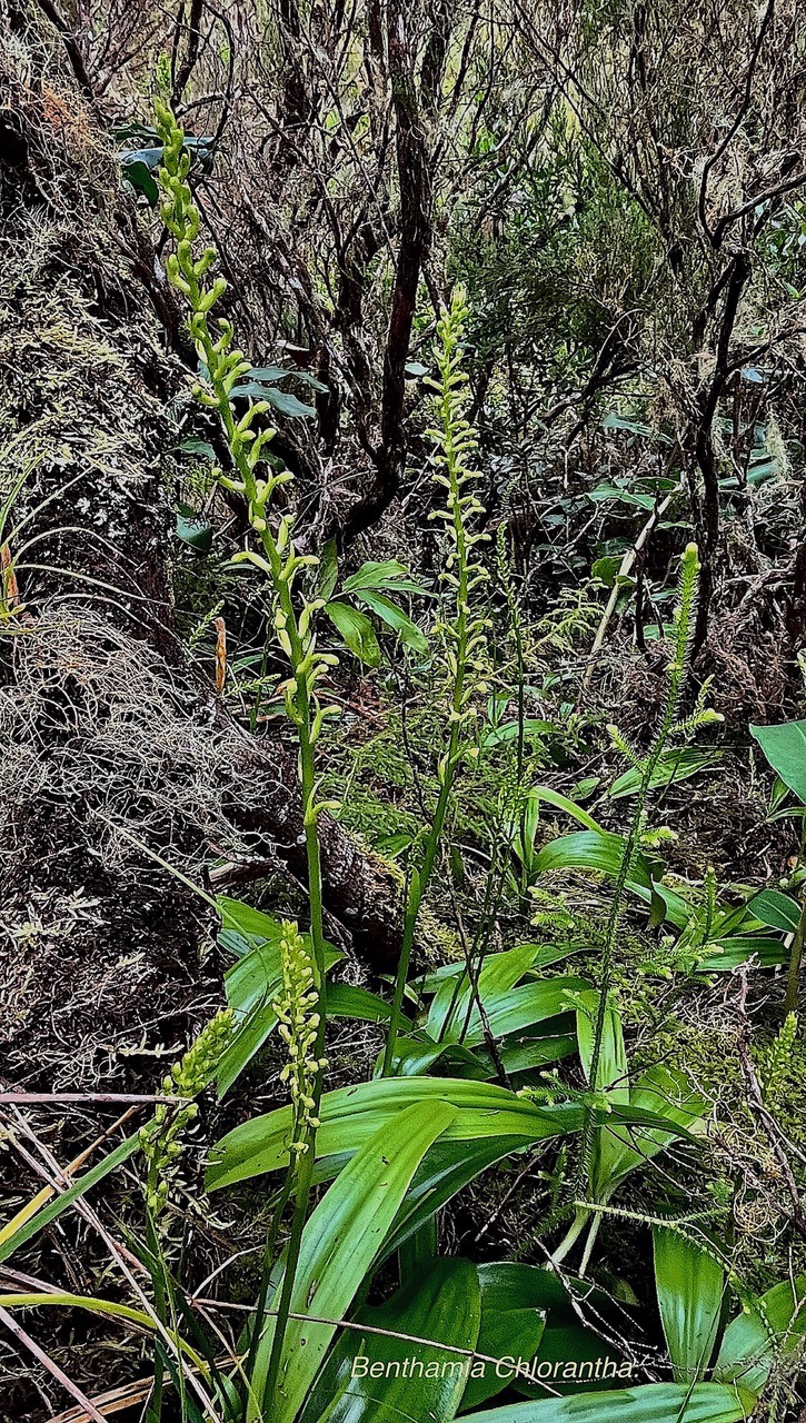Benthamia Chlorantha.(Thouars) A. Rich Benthamia latifolia.orchidaceae.endémique Réunion Maurice.jpeg