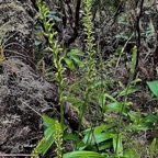 Benthamia Chlorantha.(Thouars) A. Rich Benthamia latifolia.orchidaceae.endémique Réunion Maurice.jpeg