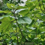 Boehmeria stipularis.bois de source blanc.grande ortie.urticaceae.endémique Réunion..jpeg