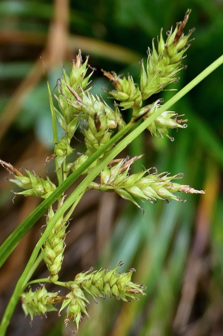 Carex sp cyperaceae..jpeg
