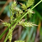 Carex sp cyperaceae..jpeg