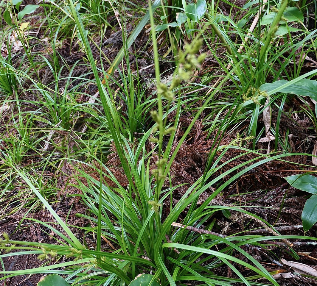 Carex sp cyperaceae.jpeg