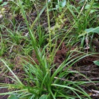 Carex sp cyperaceae.jpeg